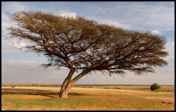 Acacia Tree in the Negev